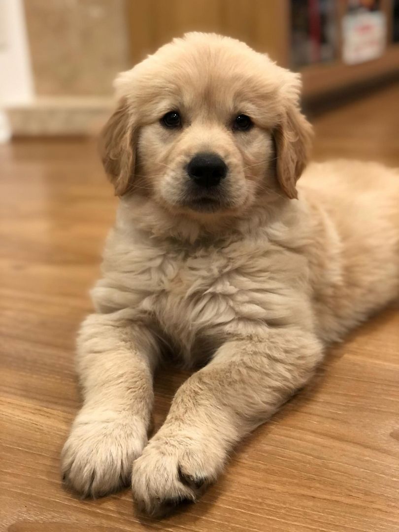 Wunderschöne Golden-Retriever-Welpen suchen ein Zuhause fürs Leben