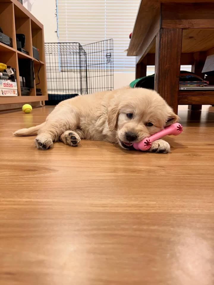 Wunderschöne Golden-Retriever-Welpen suchen ein Zuhause fürs Leben