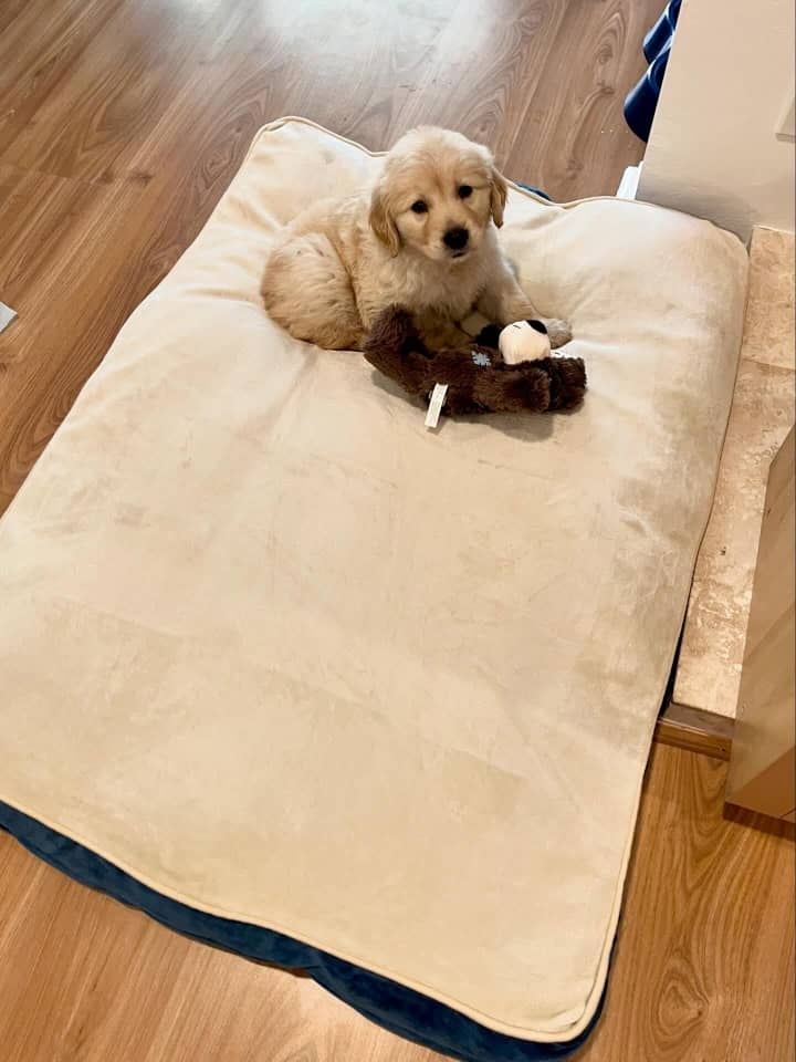 Wunderschöne Golden-Retriever-Welpen suchen ein Zuhause fürs Leben