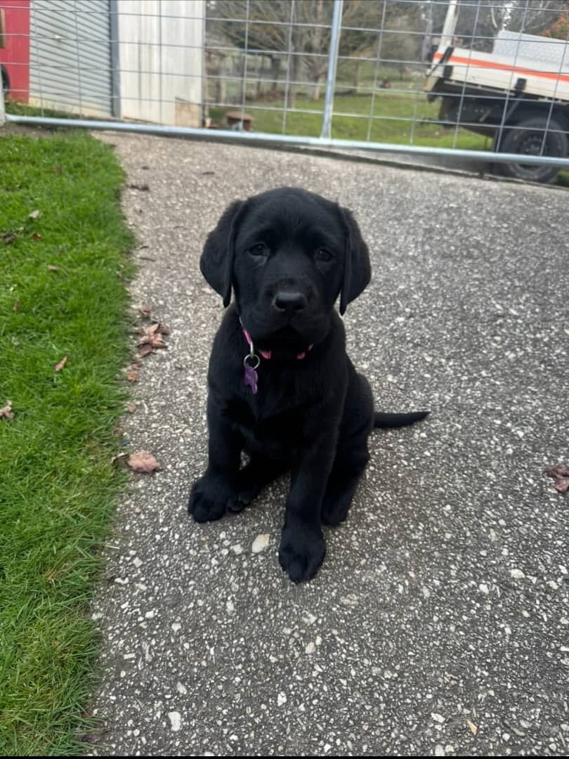 Wunderschöne Labrador-Retriever-Welpen suchen ein Zuhause fürs Leben