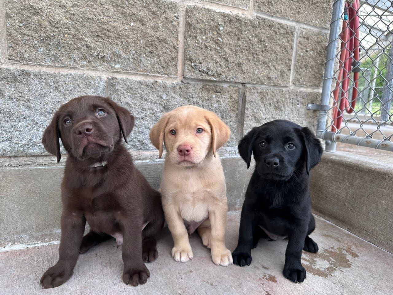 Wunderschöne Labrador-Retriever-Welpen suchen ein Zuhause fürs Leben
