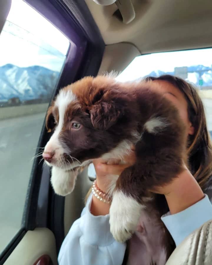 Wunderschöne Australian-Shepherd-Welpen suchen ein Zuhause fürs Leben