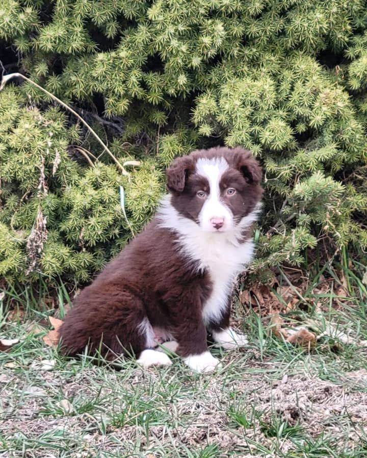 Wunderschöne Australian-Shepherd-Welpen suchen ein Zuhause fürs Leben