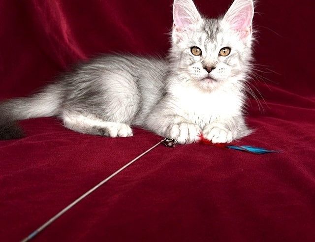 Bezaubernde silbergetickte Maine-Coon-Kätzchen