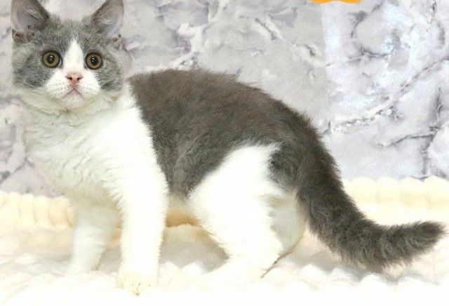 Selkirk-Rex-Kätzchen sucht liebevolle Eltern.