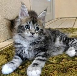 Котенок породы мейн-кун