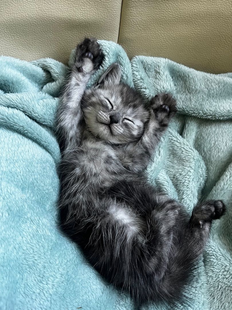Britisch Kurzhaar / Europäisch Kurzhaar Kitten – liebevolles Zuhause gesucht