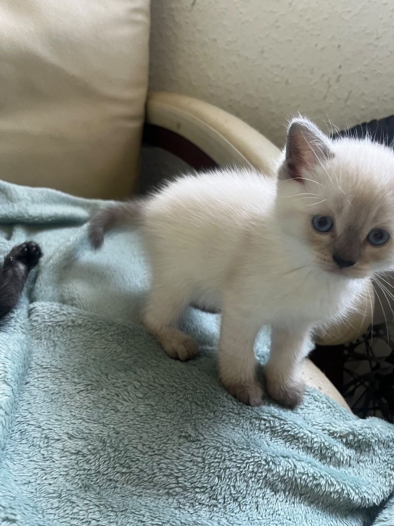 Britisch Kurzhaar / Europäisch Kurzhaar Kitten – liebevolles Zuhause gesucht