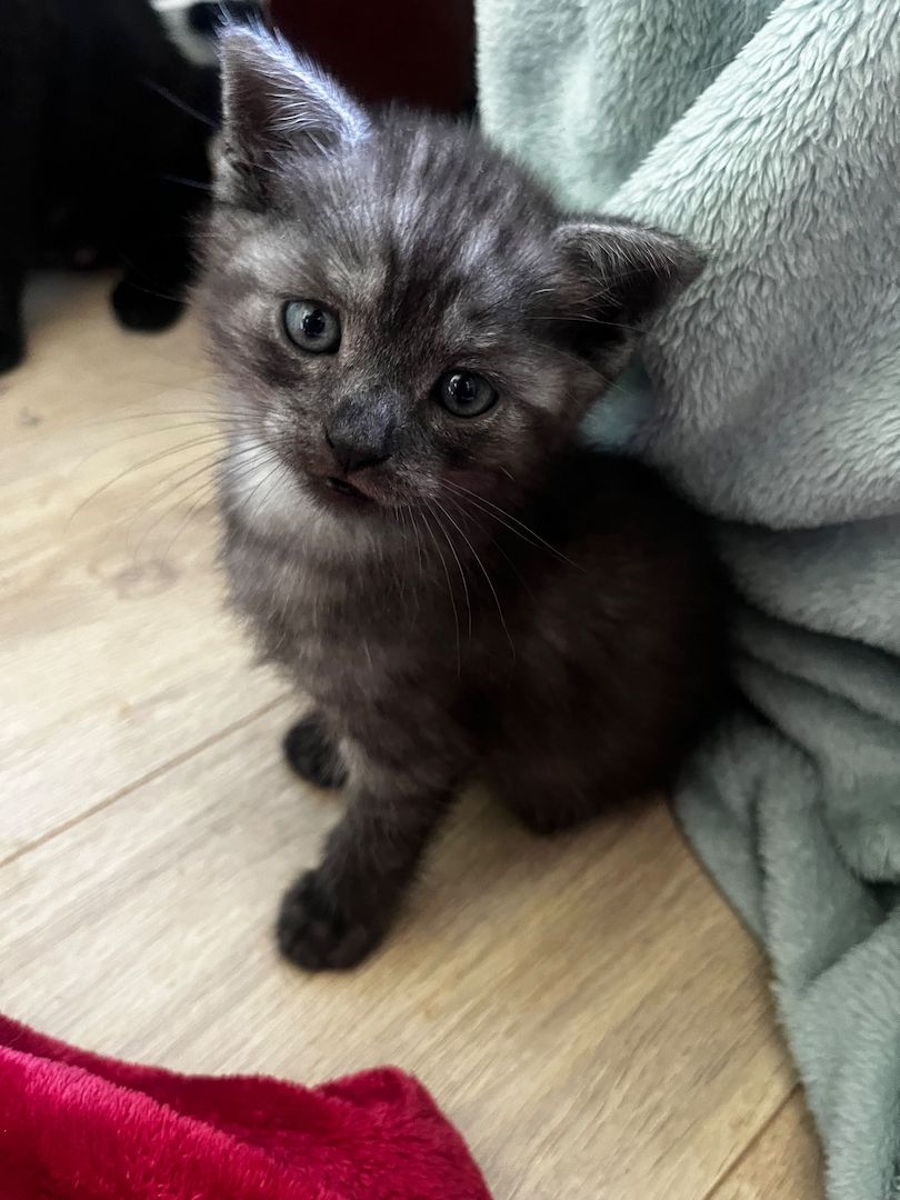 Britisch Kurzhaar / Europäisch Kurzhaar Kitten – liebevolles Zuhause gesucht