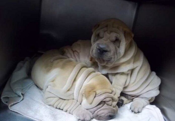 Gesunde Shar-Pei-Welpen zu verkaufen.