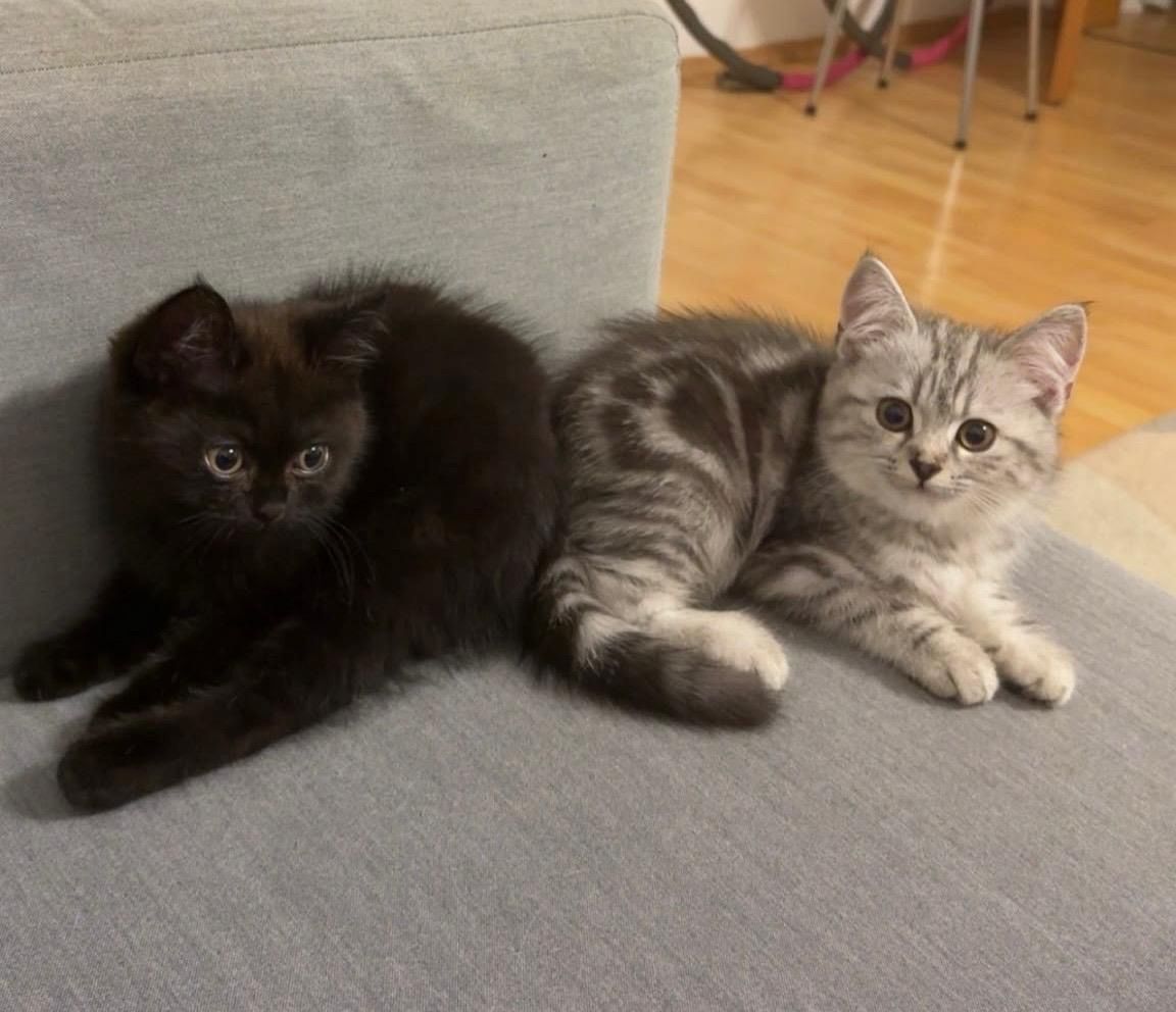 BKH Kitten suchen neues Zuhause