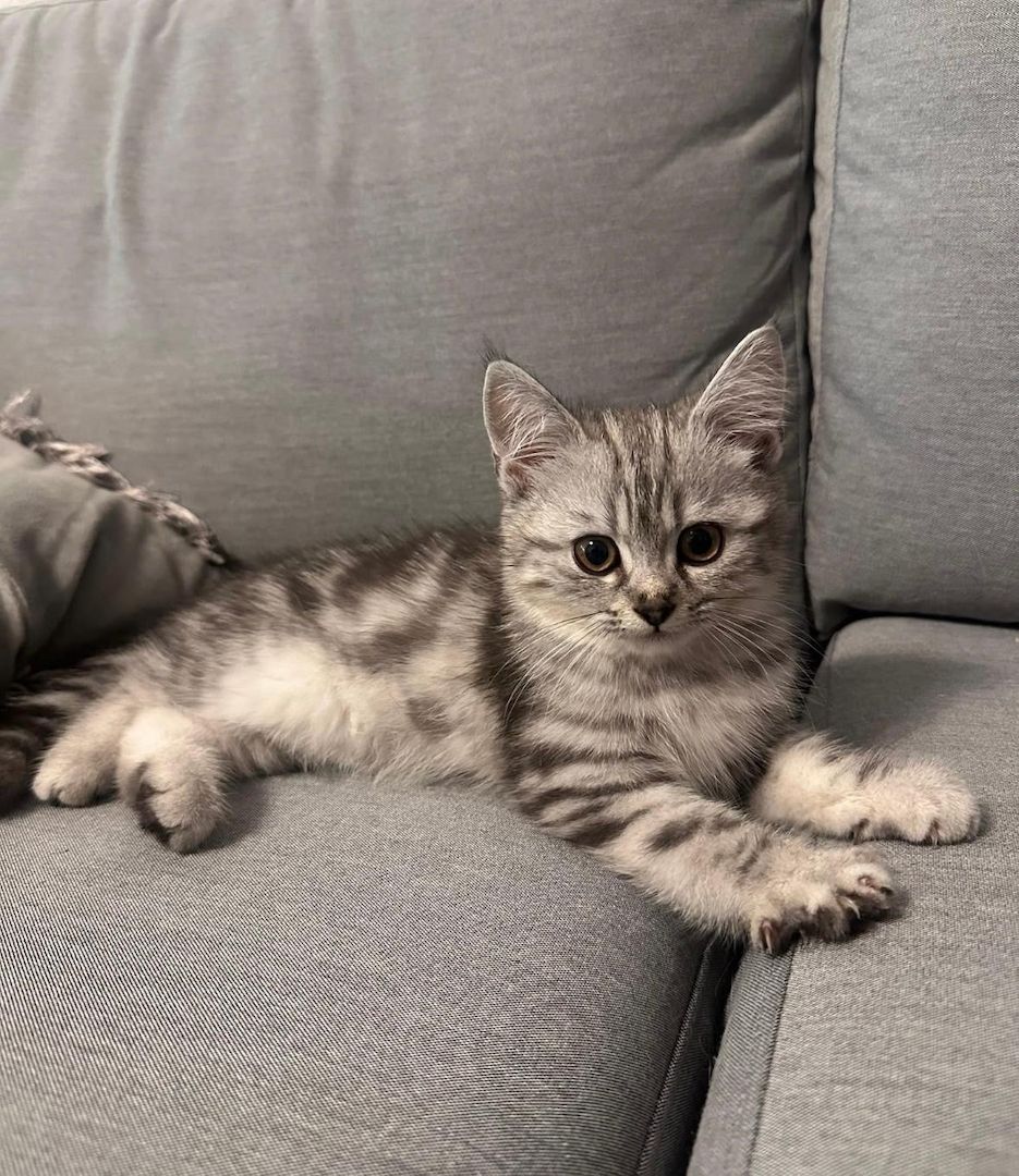 BKH Kitten suchen neues Zuhause