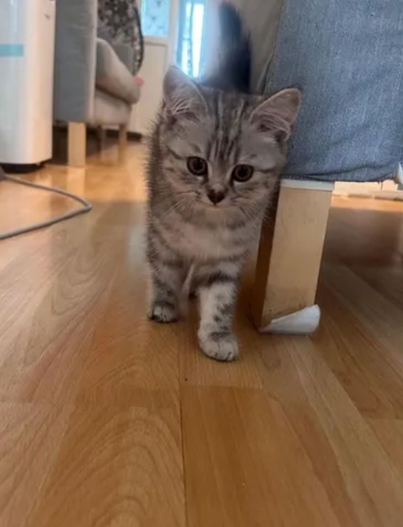 BKH Kitten suchen neues Zuhause