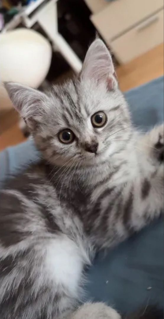 BKH Kitten suchen neues Zuhause