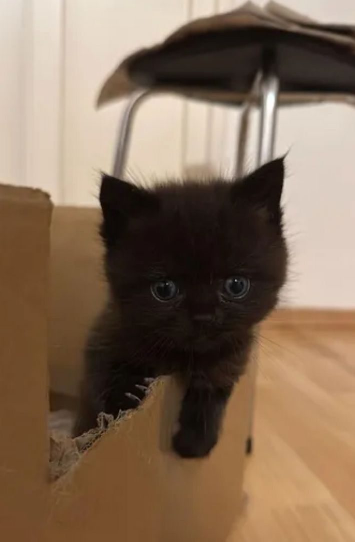 BKH Kitten suchen neues Zuhause