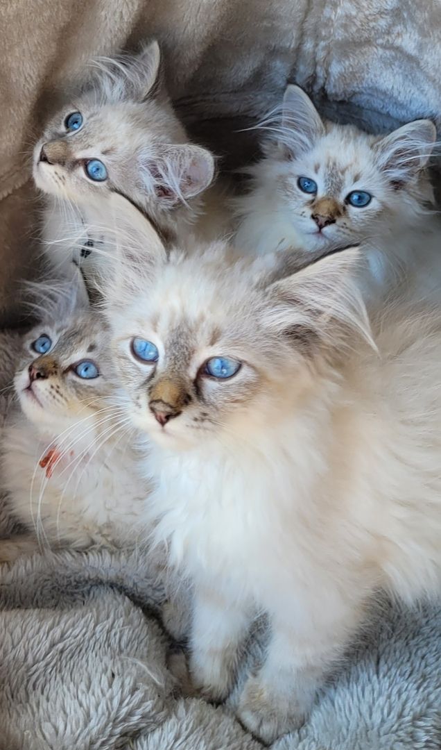 Neva Masquarade/Sibirische Waldkatze Kitten