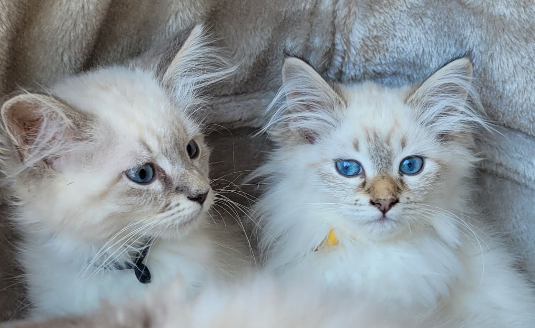 Neva Masquarade/Sibirische Waldkatze Kitten