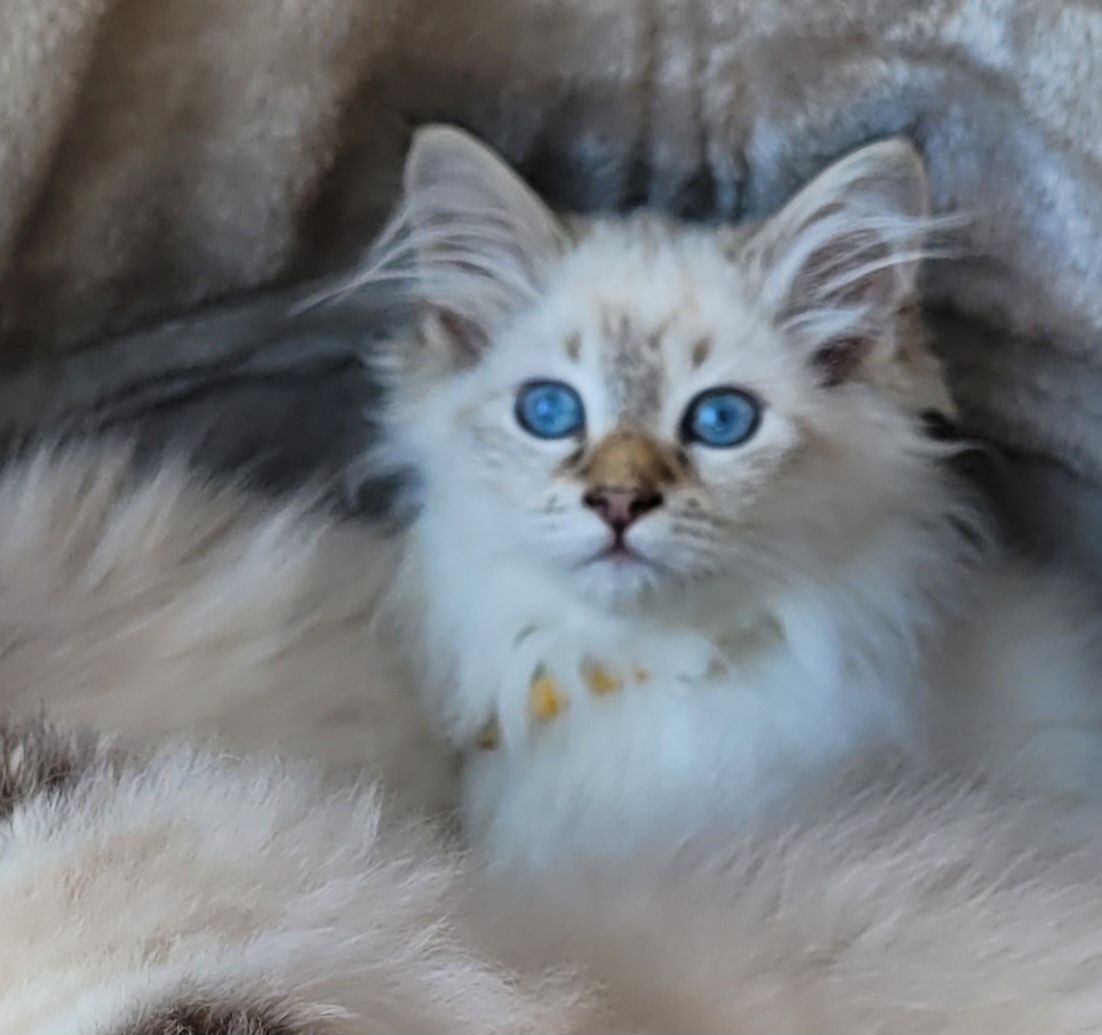 Neva Masquarade/Sibirische Waldkatze Kitten