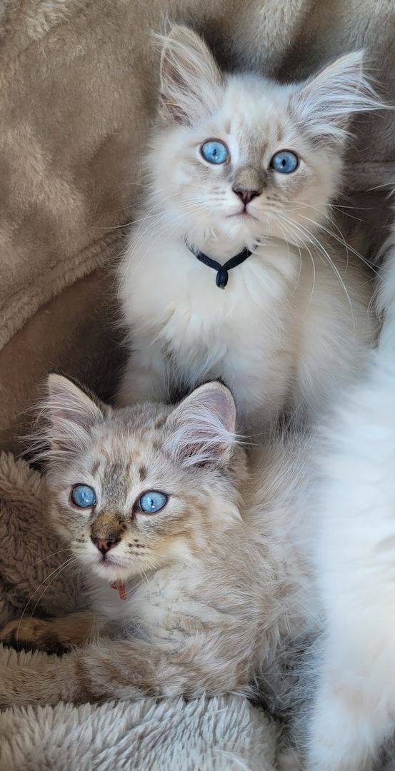 Neva Masquarade/Sibirische Waldkatze Kitten