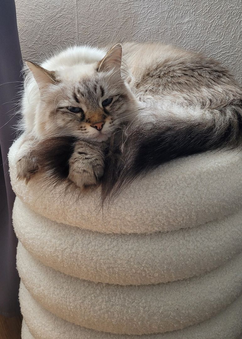 Neva Masquarade/Sibirische Waldkatze Kitten