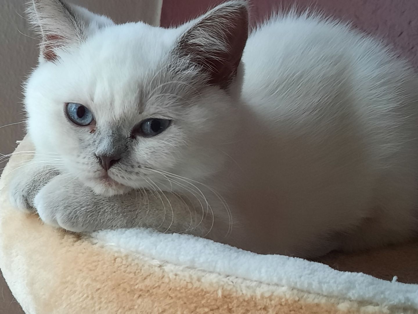 Bkh kitten