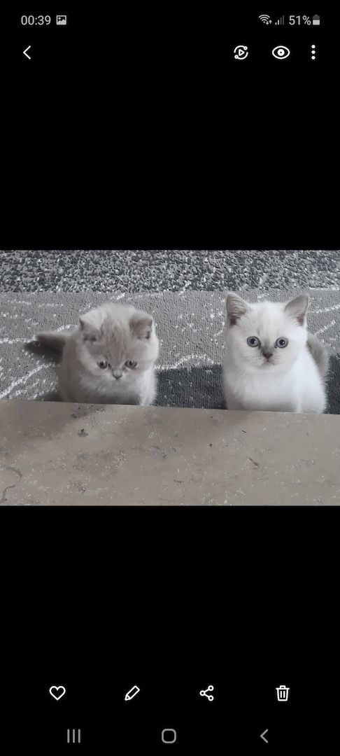 Bkh kitten