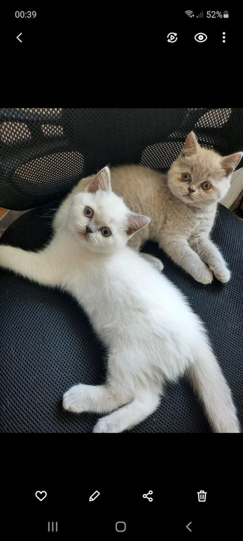 Bkh kitten