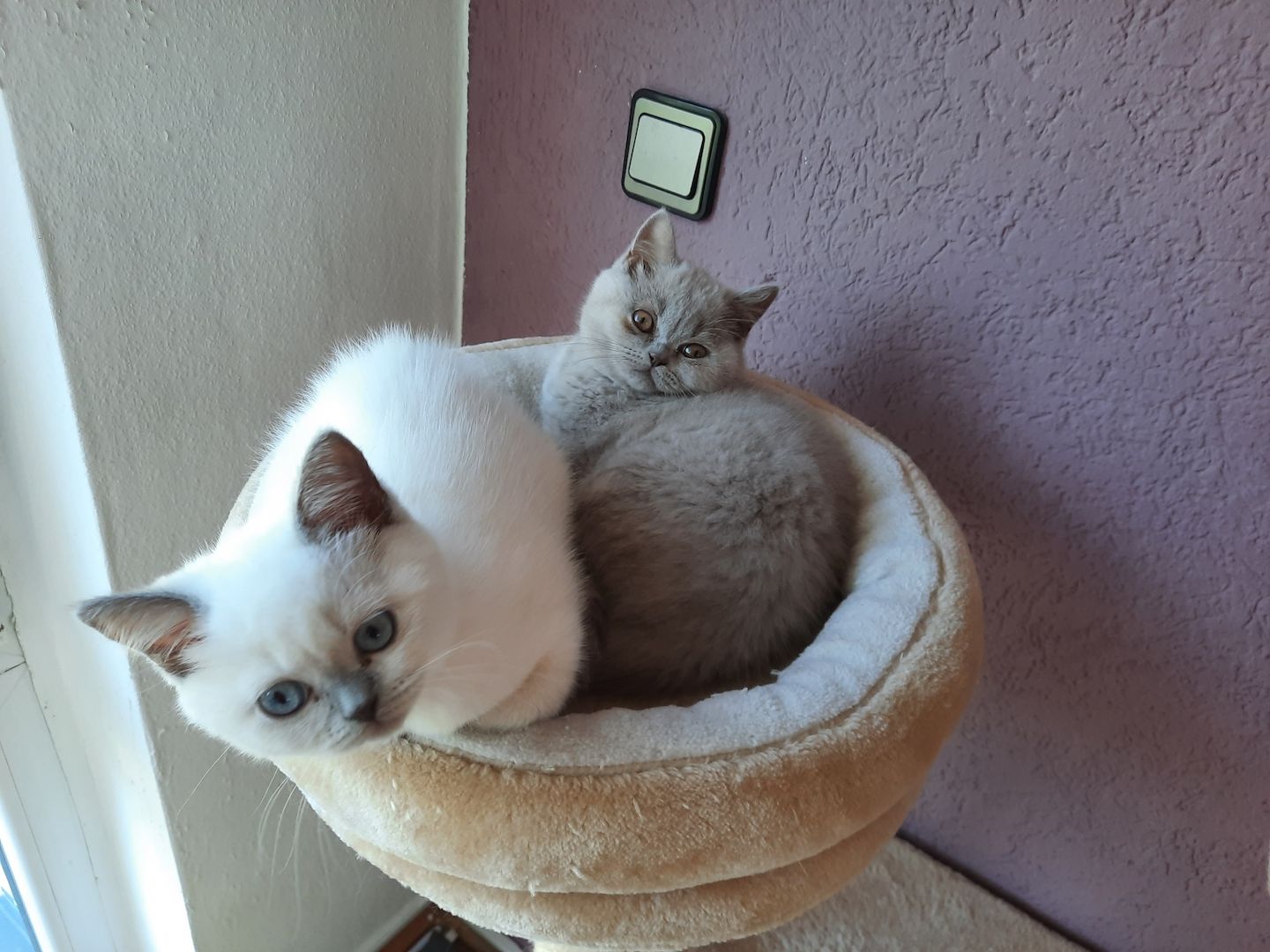 Bkh kitten