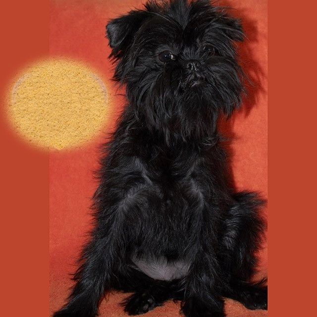 Schwarzer Affenpinscher-Welpe wartet auf eine neue Familie