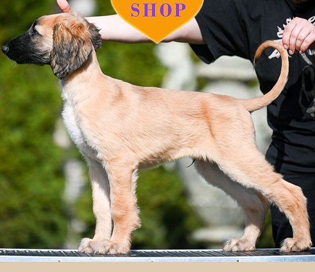 Eleganter Gentleman – Afghanischer Windhund