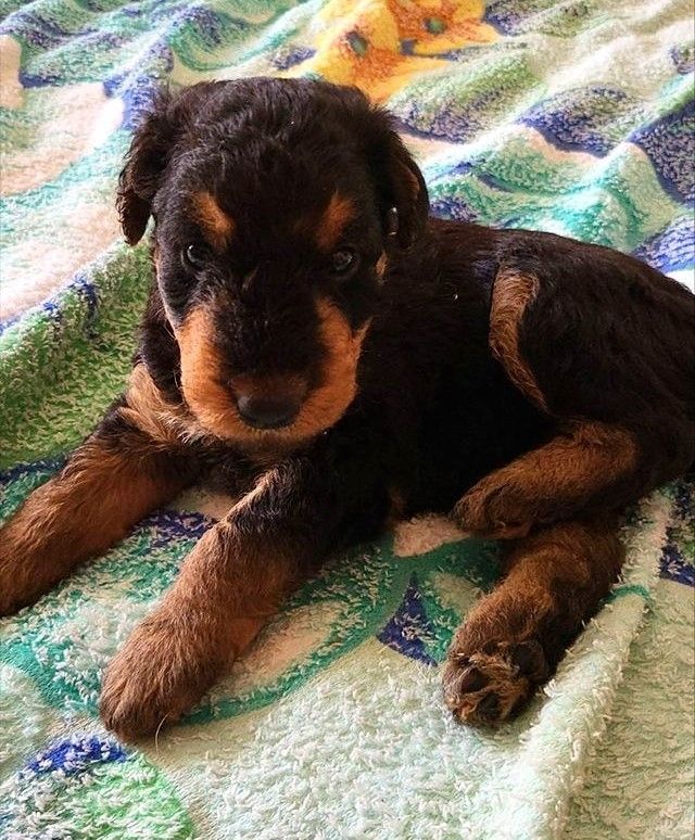 Energiegeladener Airedale-Terrier-Welpe – Ihr treuer Beschützer und Freund