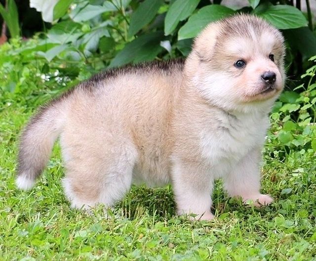 Mutiger und lebhafter Alaskan-Malamute-Welpe