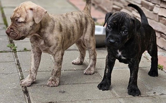 Prachtvoller Rüde – American Pit Bull Terrier-Welpen