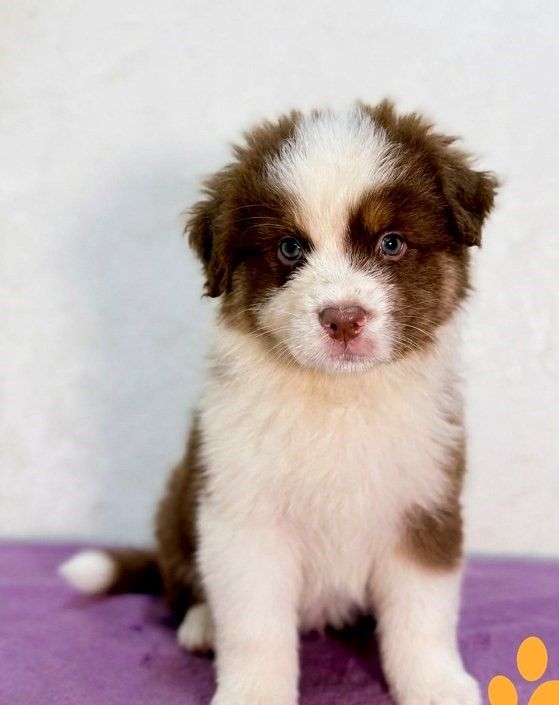Australian-Shepherd-Welpen