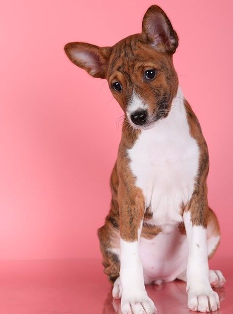 Liebes und verschmustes Basenji-Mädchen Karamelka