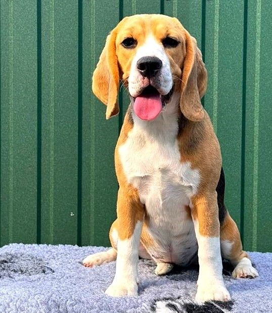 Die dreifarbige Beagle-Dame Becky wartet auf ihre Familie.