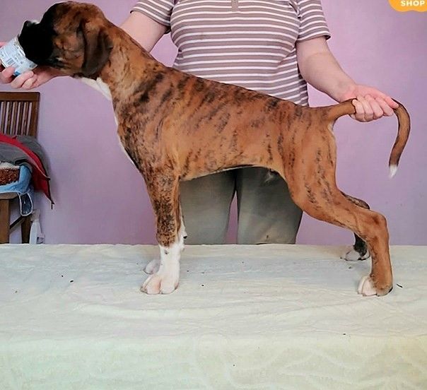 Wunderschöne gestromte Deutsche Boxer-Welpen