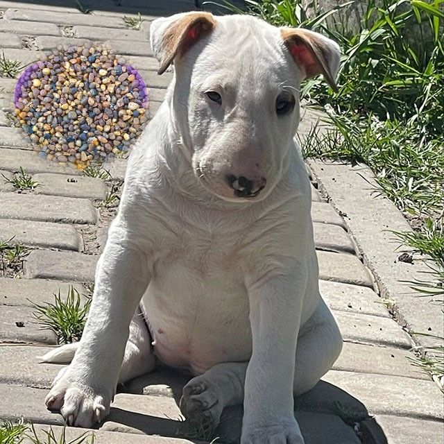 Bullterrier-Hündin sucht ihre Familie