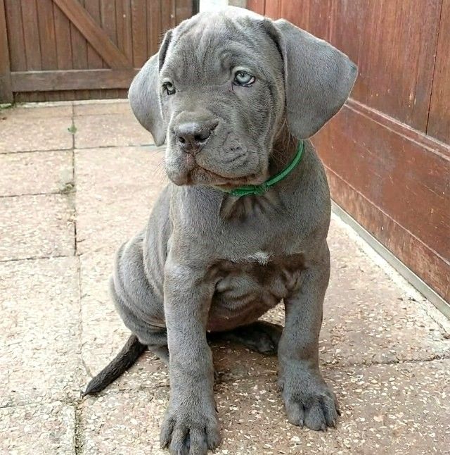Cane-Corso-Welpe