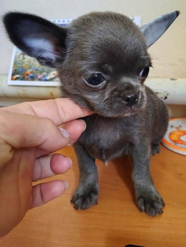 Chihuahua Gans – Ihr kleiner Begleiter