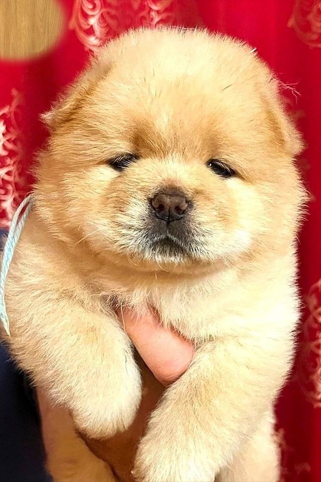 Bezaubernder cremefarbener Chow-Chow-Welpe