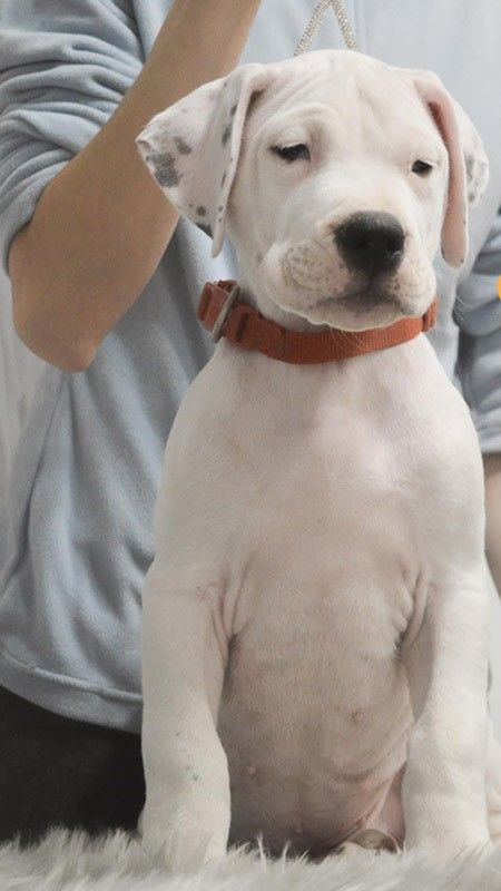 Charmanter weißer Rüde der Rasse Dogo Argentino