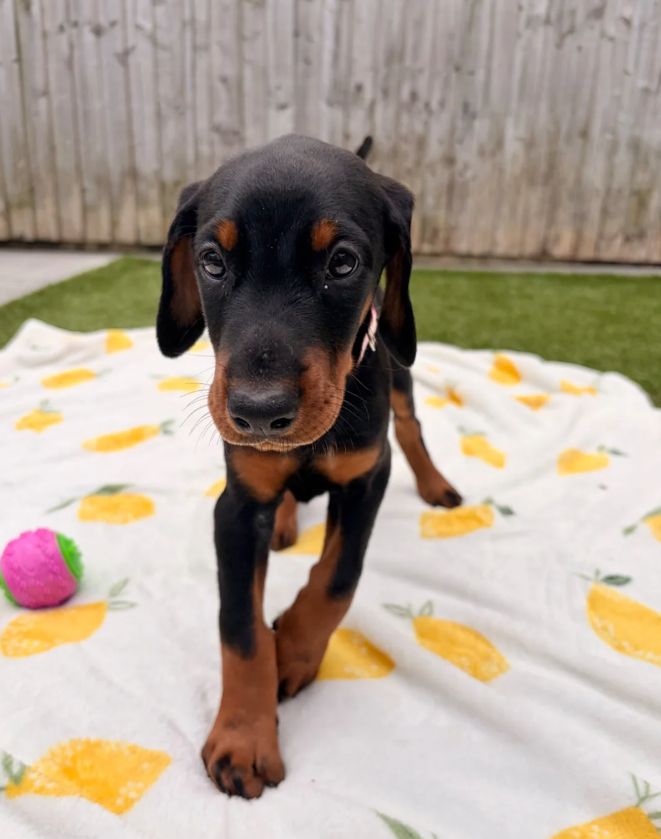 Klaar om af te halen | Geregistreerde Dobermanns // WhatsApp: +49 176 85481988
