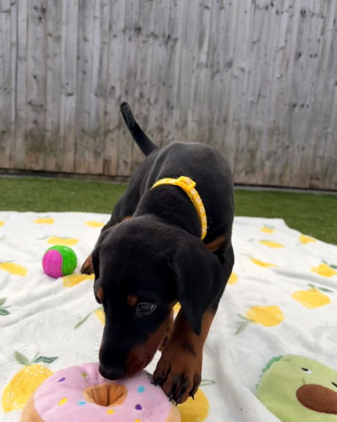 Klaar om af te halen | Geregistreerde Dobermanns // WhatsApp: +49 176 85481988