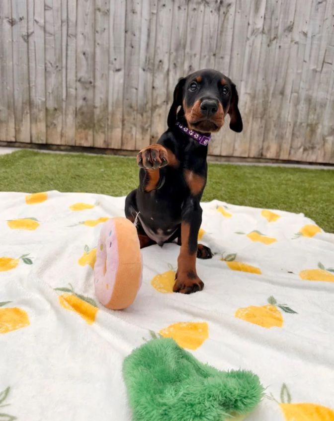Klaar om af te halen | Geregistreerde Dobermanns // WhatsApp: +49 176 85481988