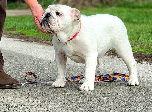 Elegante „White Lady“-Englische-Bulldogge-Welpen
