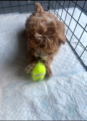 Prachtige Poochon-puppy's // WhatsApp: +49 176 85481988