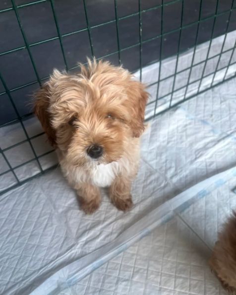 Prachtige Poochon-puppy's // WhatsApp: +49 176 85481988