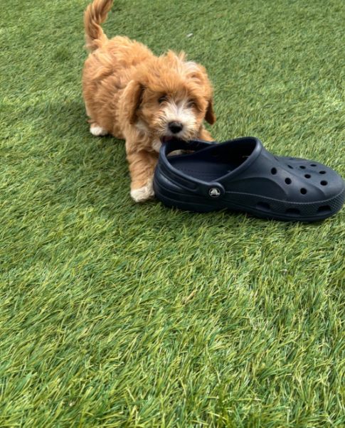 Prachtige Poochon-puppy's // WhatsApp: +49 176 85481988