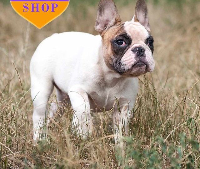 Französische-Bulldogge-Welpe